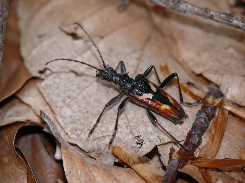 Rhagium bifasciatum - kétcsíkos tövisescincér