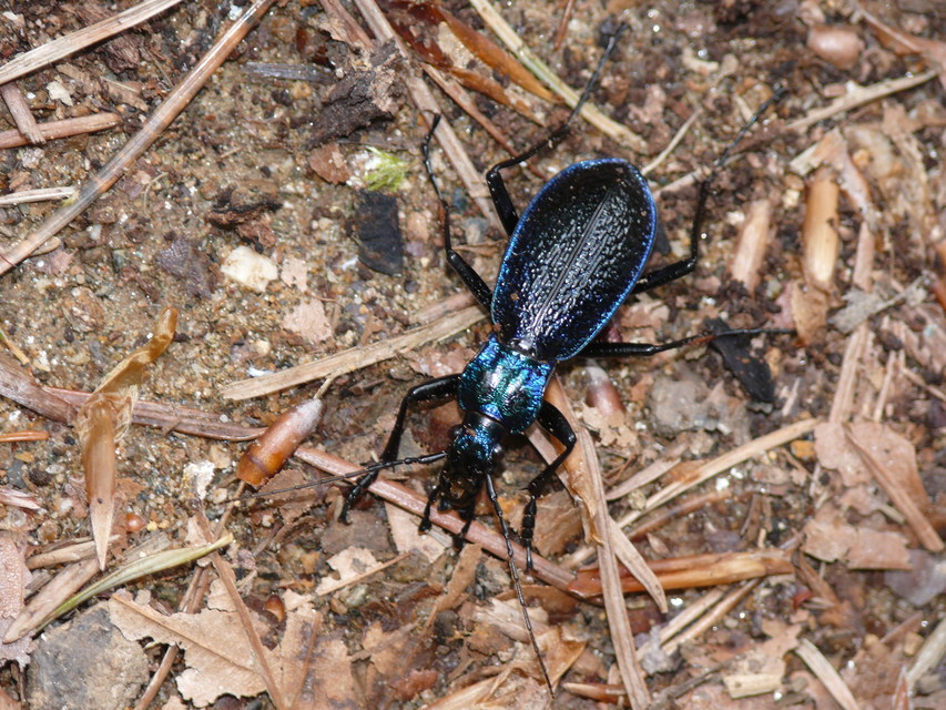 Carabus intricatus - kék laposfutrinka
