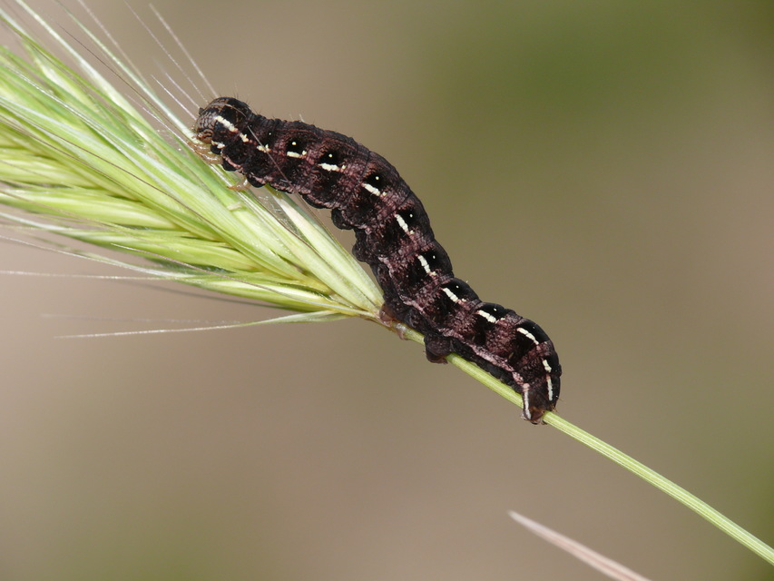 Cerastis rubricosa - vörhenyes tavaszibagoly