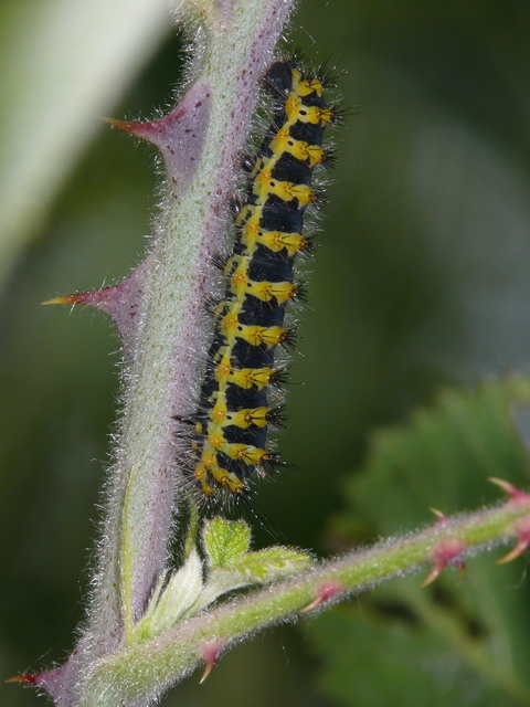 Saturnia pavoniella/pavonia