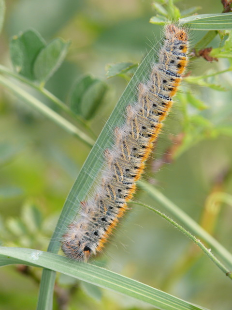 Lasiocampa trifolii - lóhereszövő
