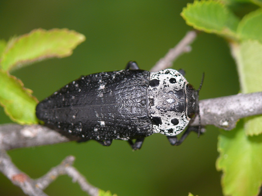 Buprestidae - díszbogárfélék