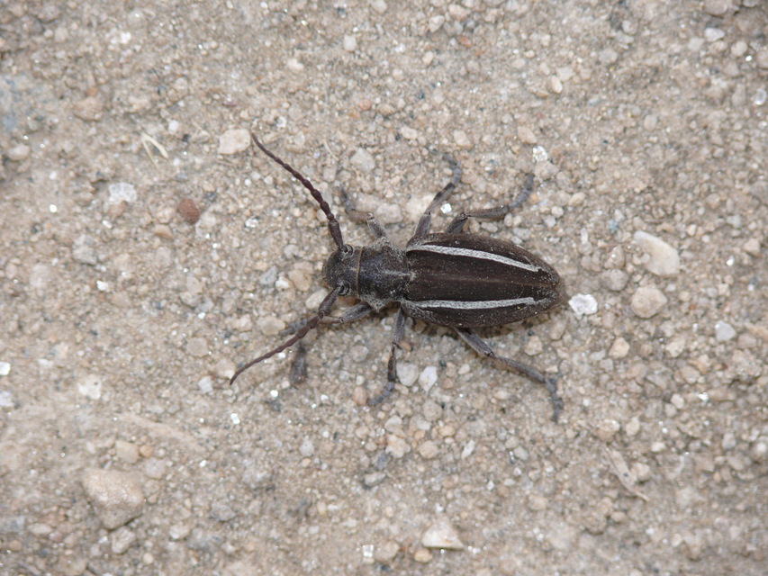 Neodorcadion bilineatum - kétsávos földicincér