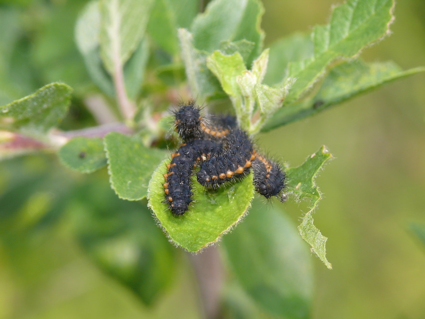 Saturnia pavoniella/pavonia