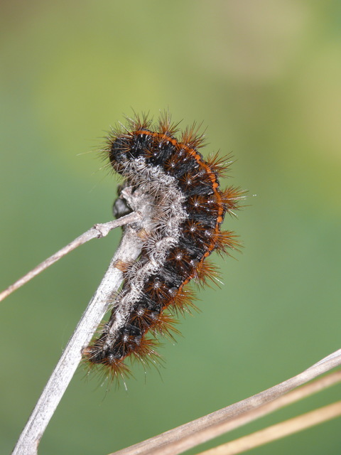 Spiris striata - csíkos molyszövő