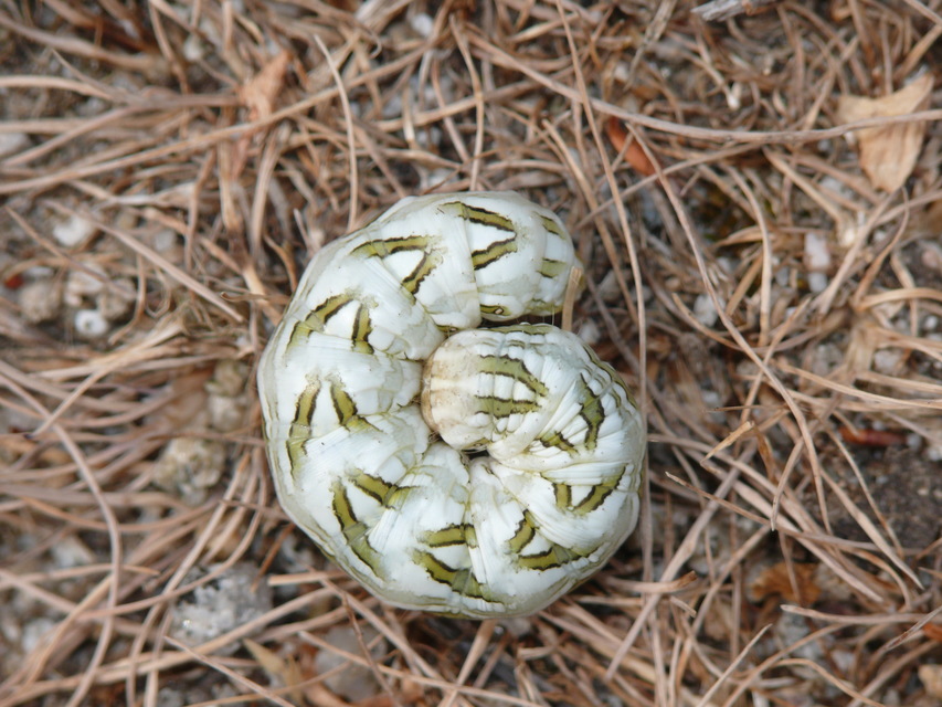 Cucullia chamomillae - székfű-csuklyásbagoly