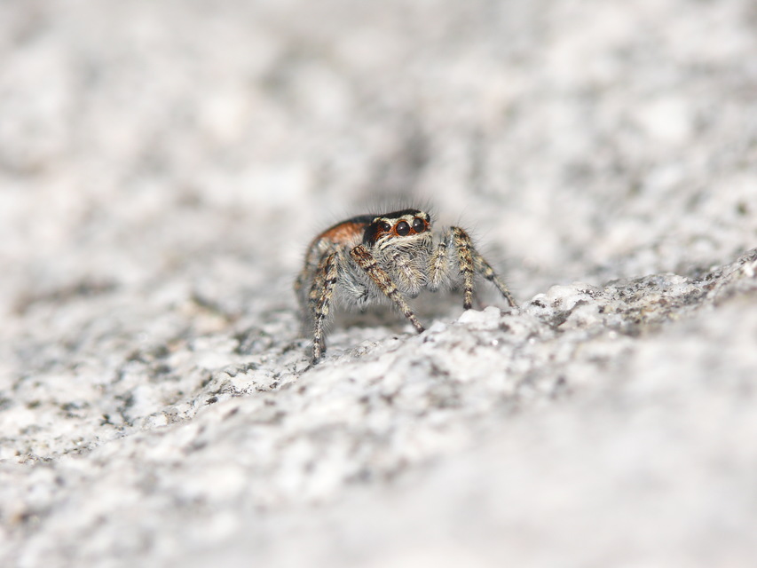 Salticidae - ugrópókok