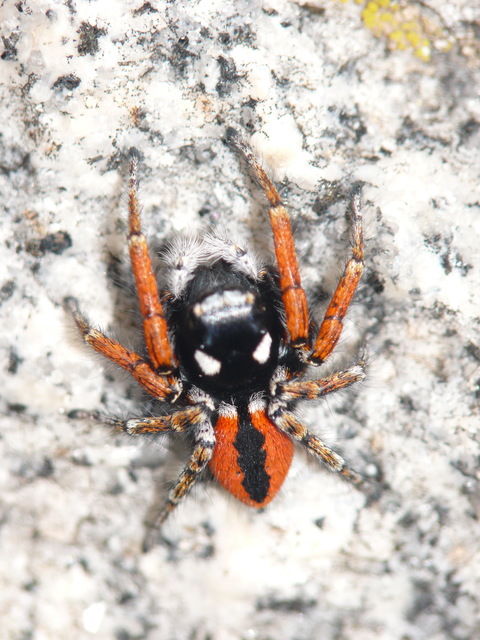 Philaeus chrysops - piros ugrópók