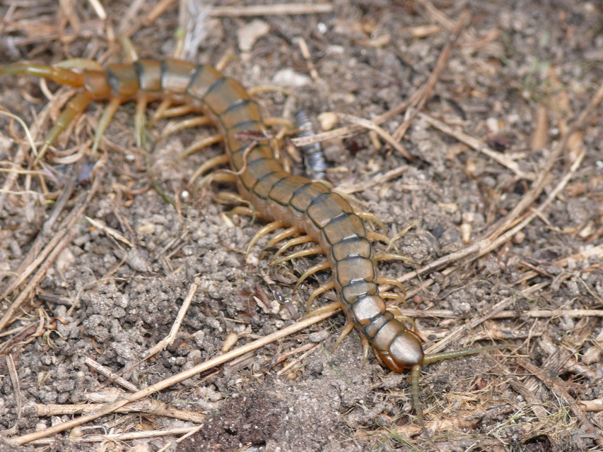 Scolopendra cingulata - öves szkolopendra