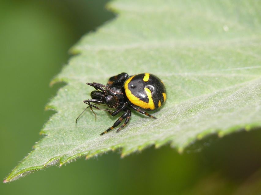 Synema globosum/ornatum