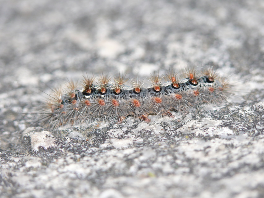 Ocneria