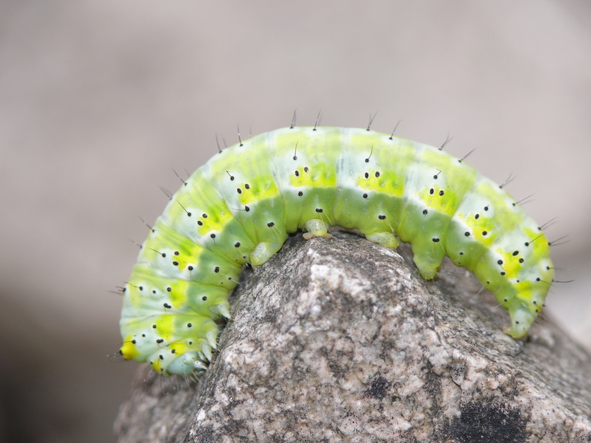 Diloba caeruleocephala - őszi kékesbagoly