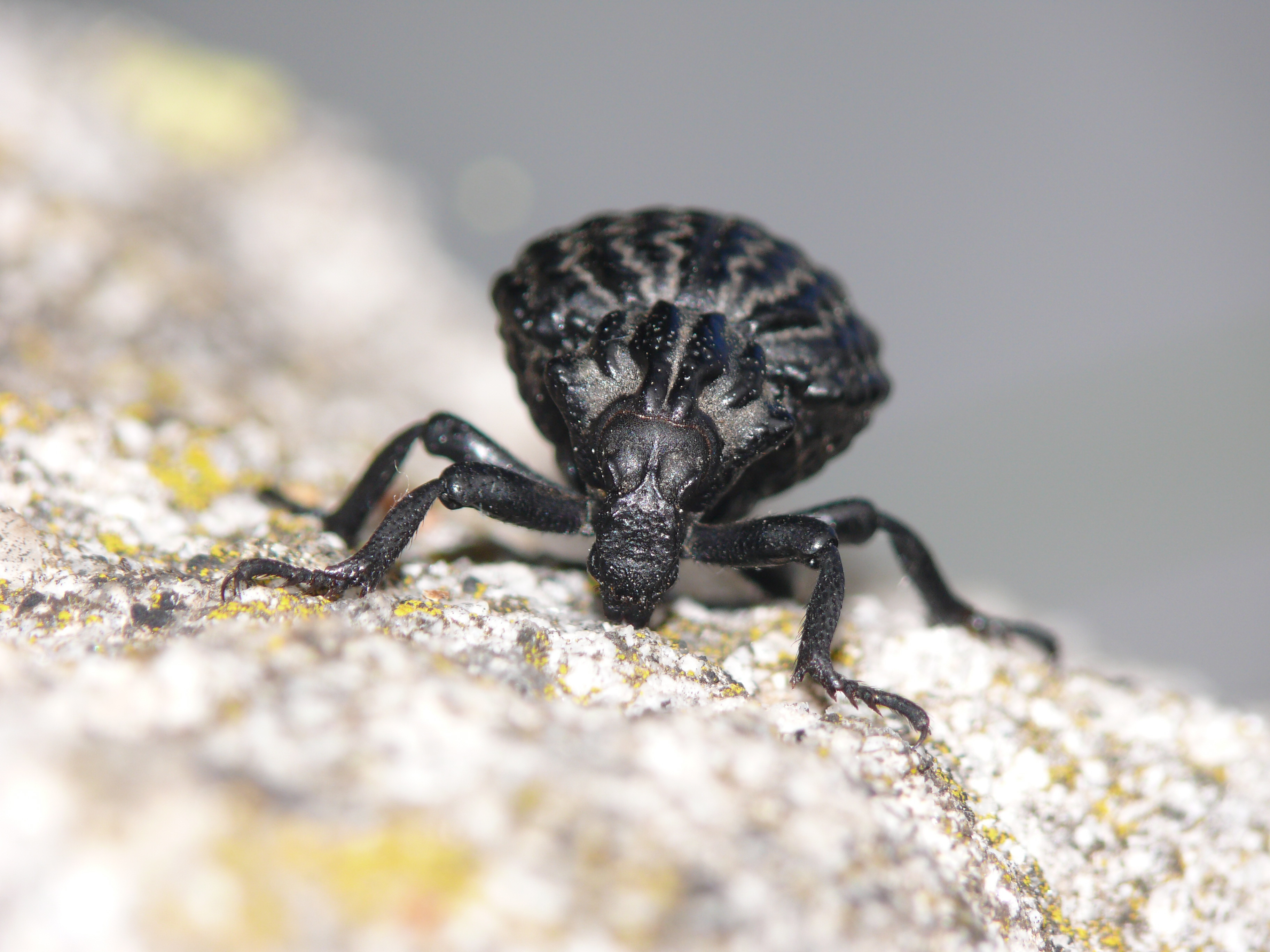 Brachycerus sinuatus