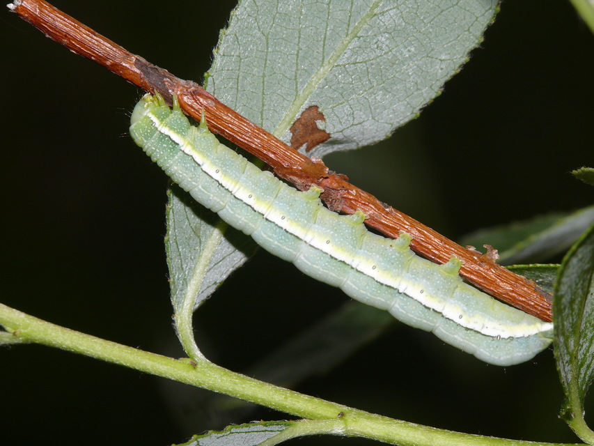 Orthosia incerta - változékony barkabagoly
