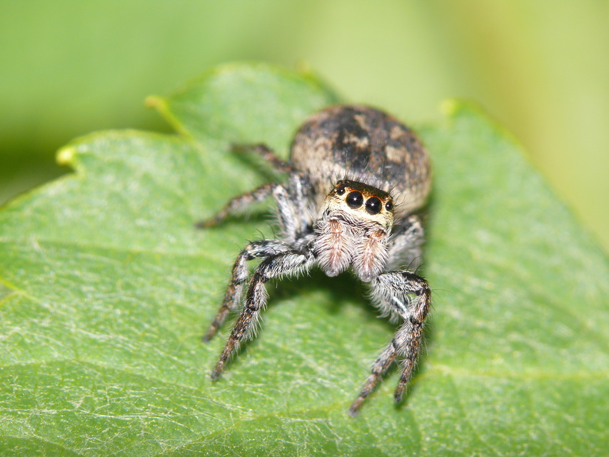 Carrhotus xanthogramma - rozsdás ugrópók
