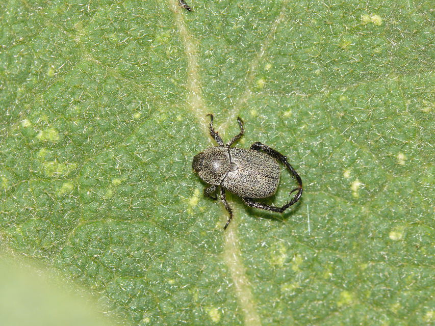 Hoplia stenolepis
