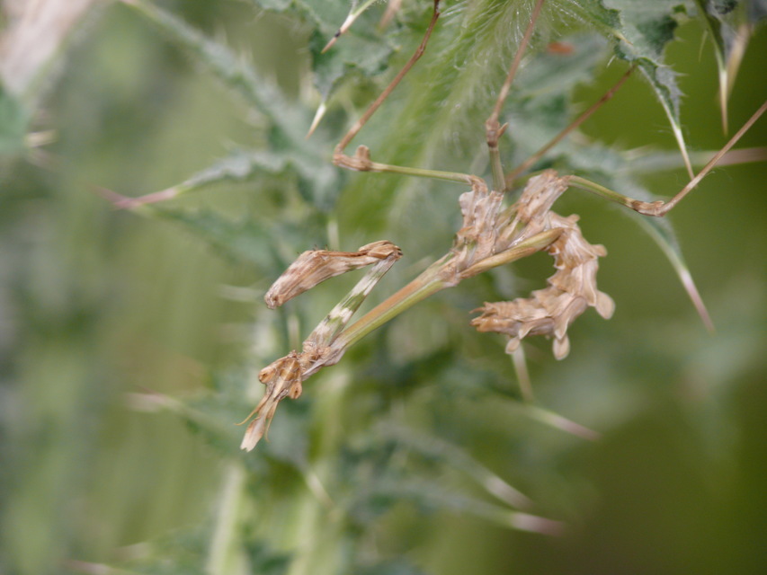 Empusa fasciata