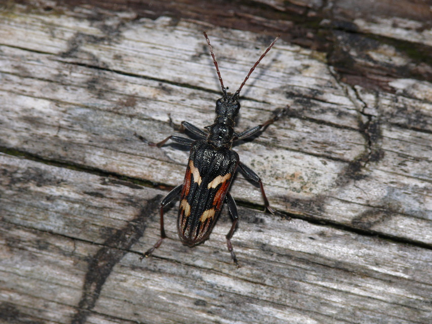 Rhagium bifasciatum - kétcsíkos tövisescincér