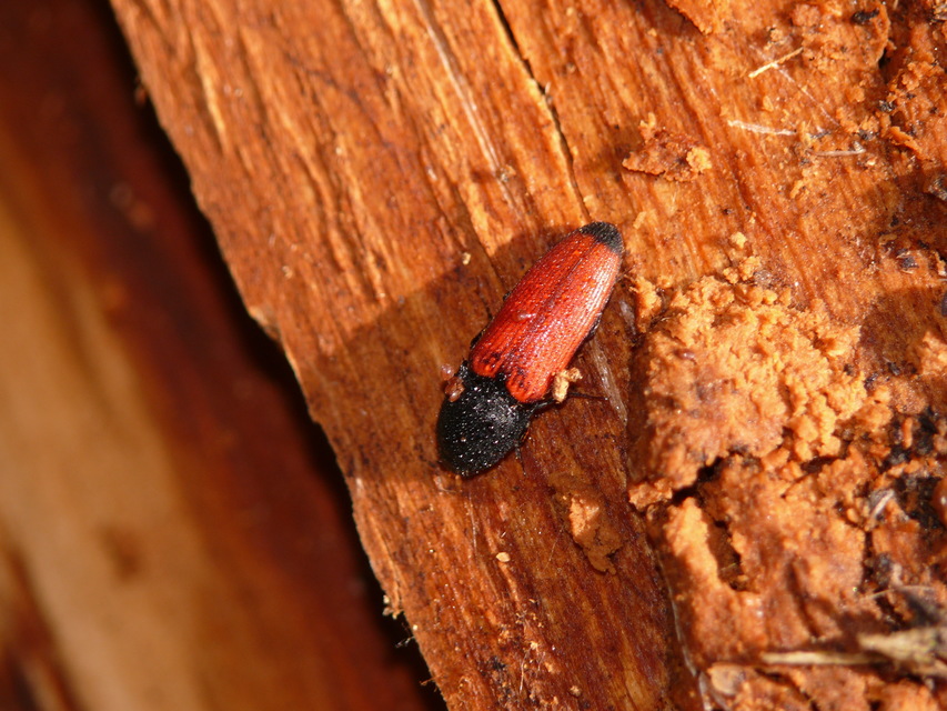 Elateridae - pattanóbogárfélék