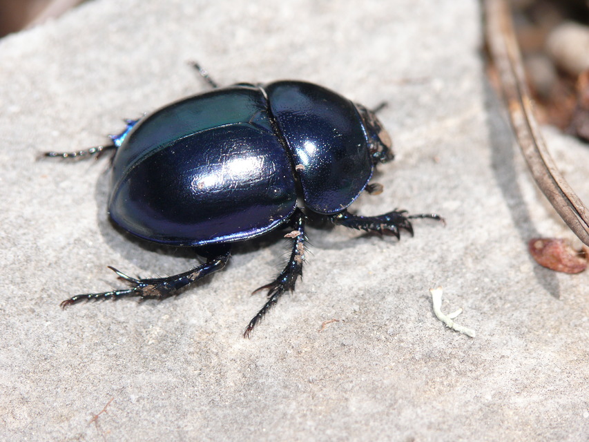 Trypocopris vernalis - tavaszi álganéjtúró
