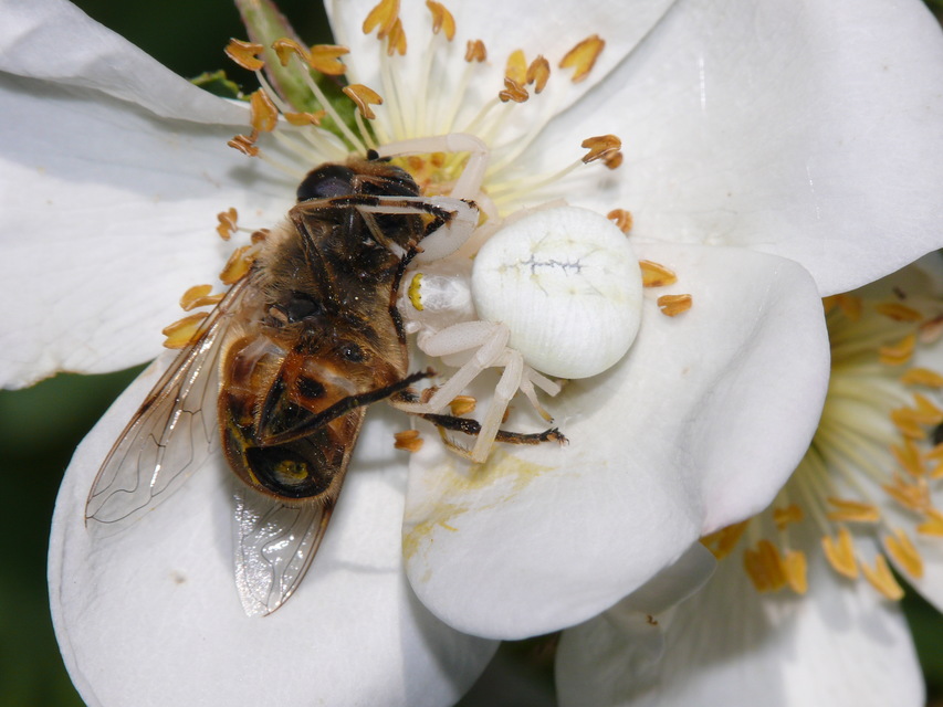 Misumena vatia - viráglakó karolópók
