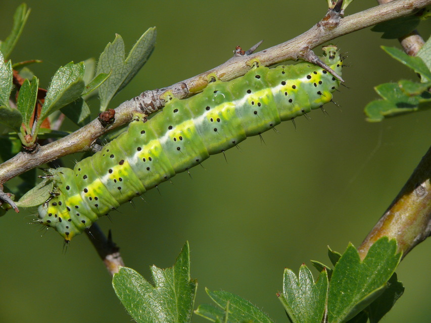 Diloba caeruleocephala - őszi kékesbagoly