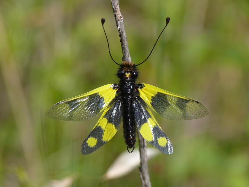 Libelloides macaronius - keleti rablópille