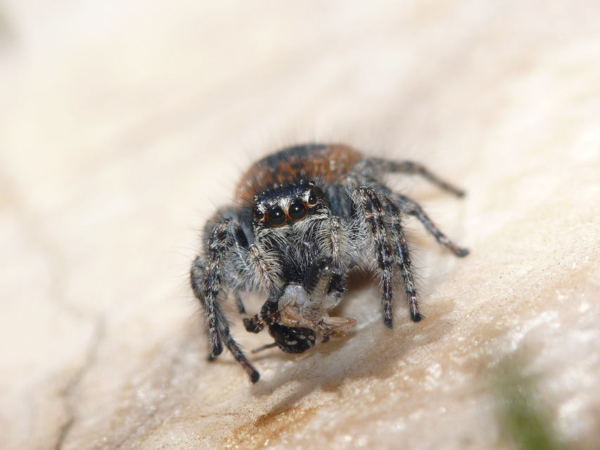 Salticidae - ugrópókok