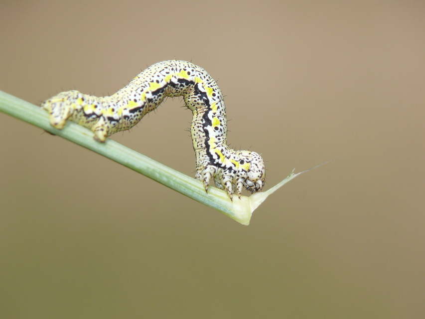 Lycia graecarius