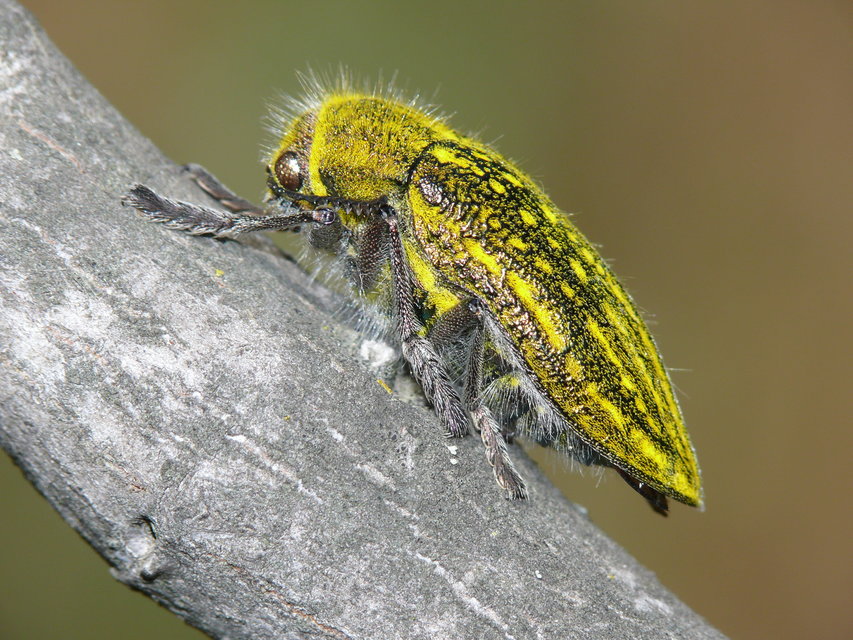 Julodis ehrenbergii