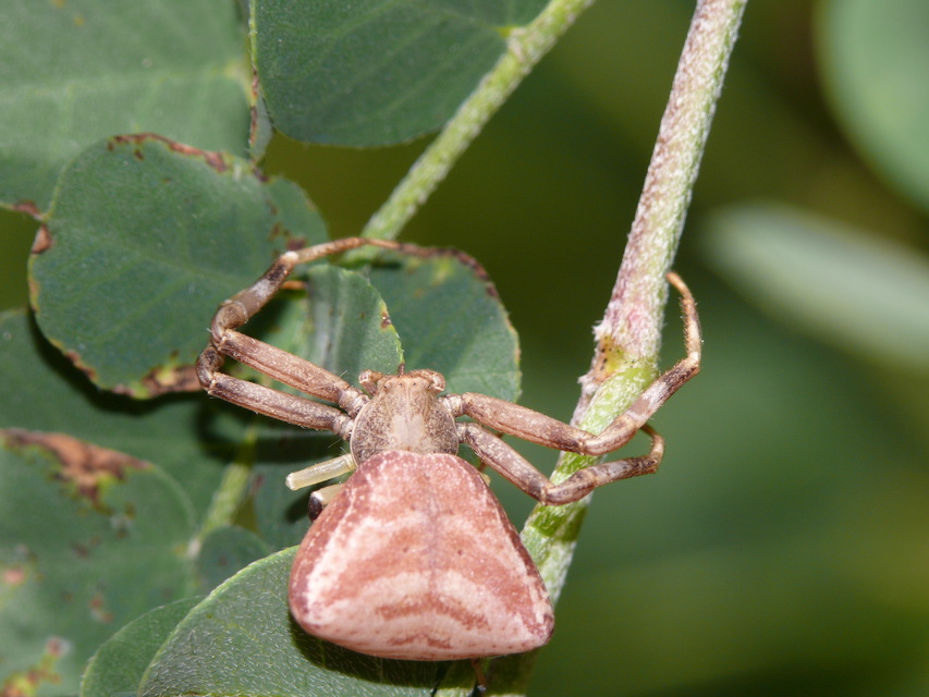 Pistius truncatus - csonka karolópók