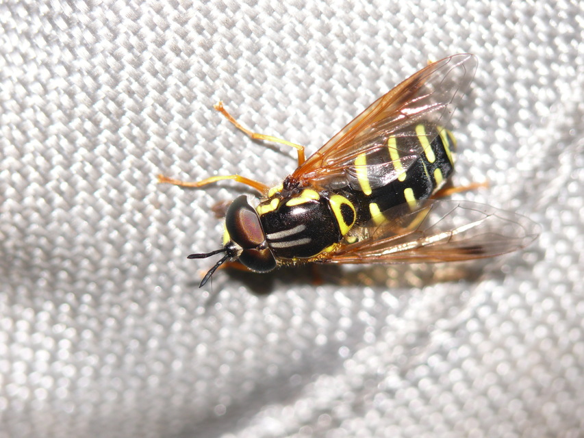 Chrysotoxum