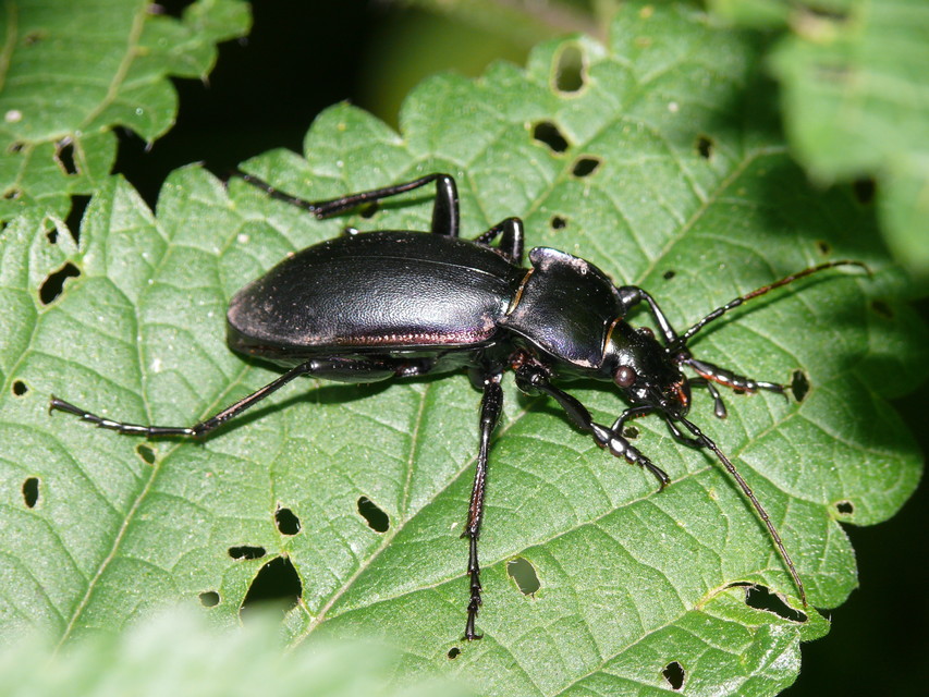 Carabus violaceus - kékfutrinka