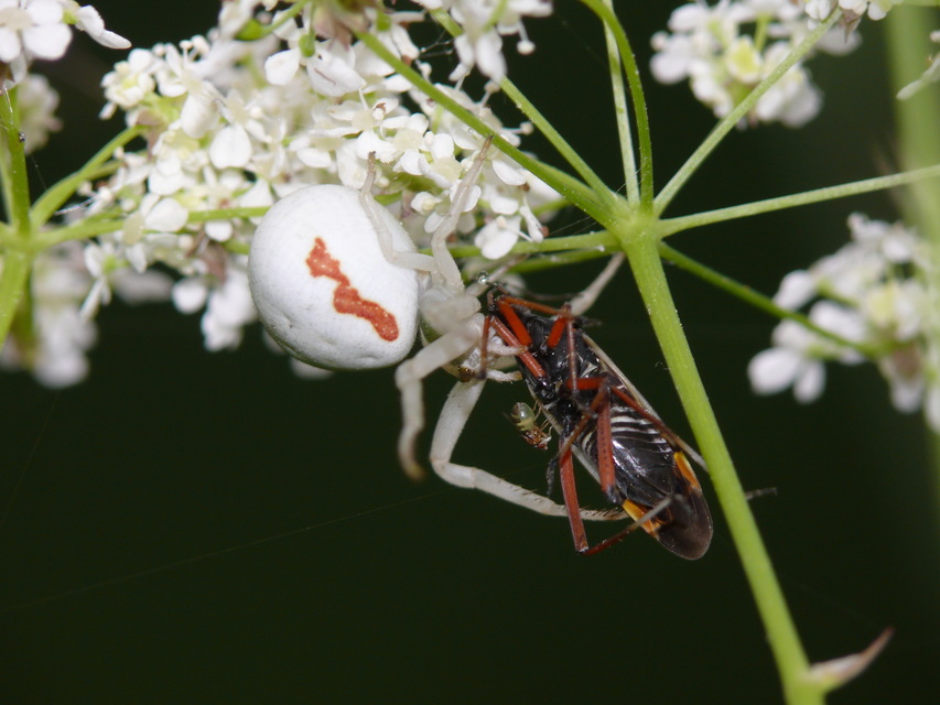Misumena vatia - viráglakó karolópók