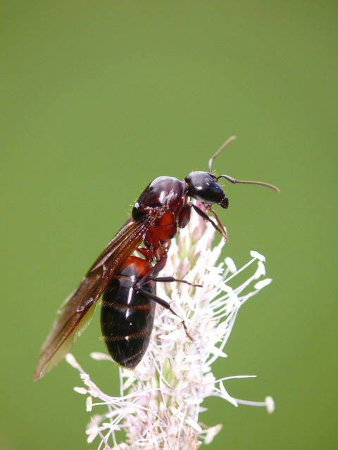Camponotus ligniperda - faodvasító lóhangya