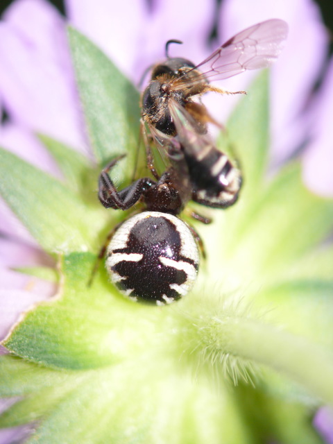 Synema globosum/ornatum