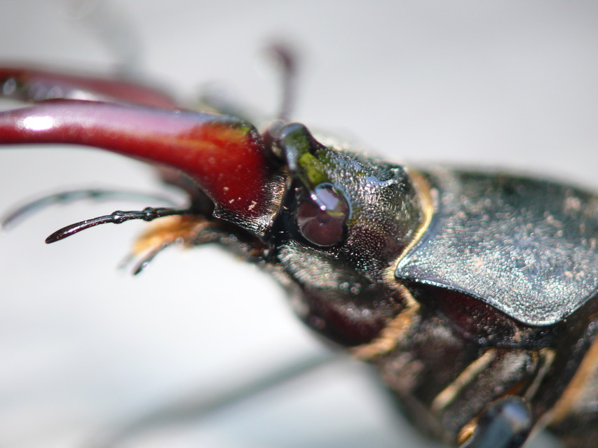 Lucanus cervus - nagy szarvasbogár