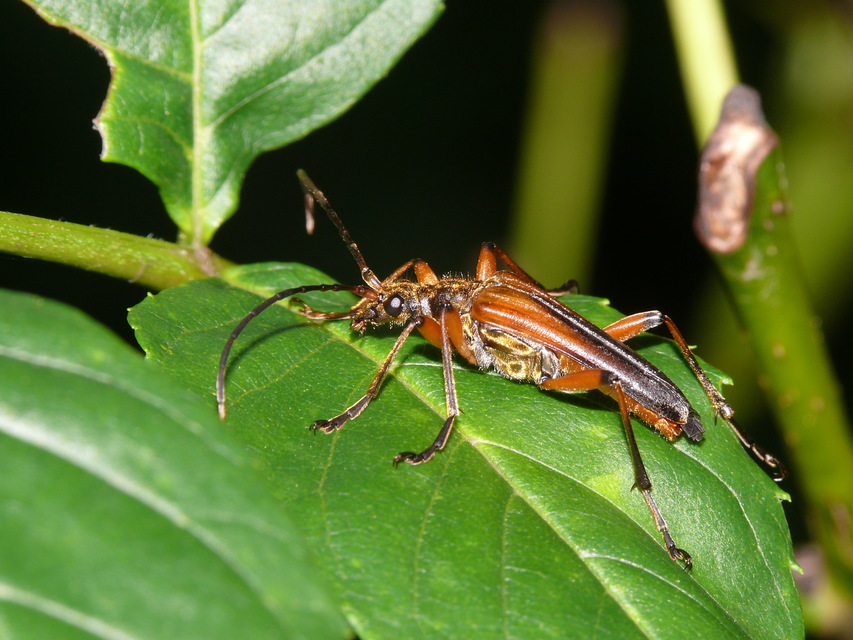 Stenocorus meridianus - fűz-gyökércincér