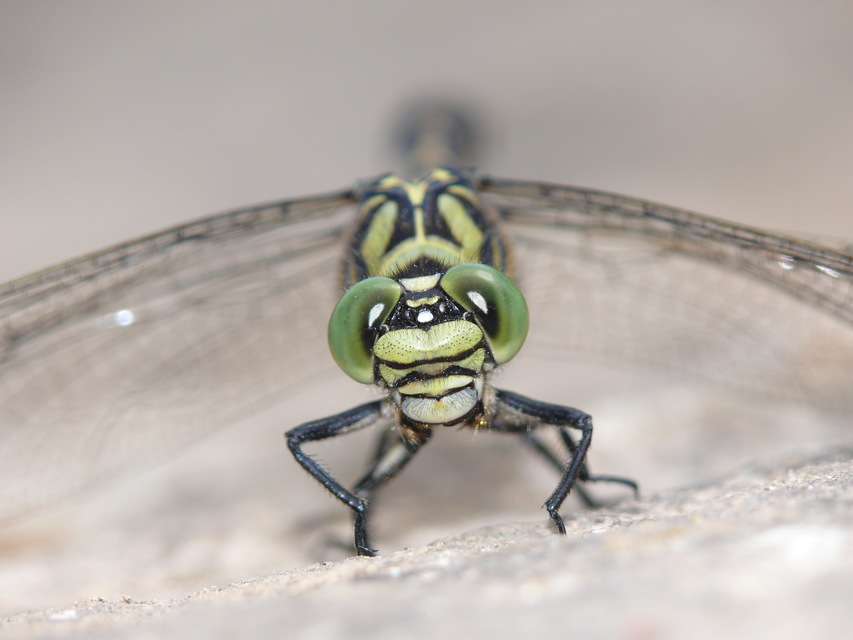 Onychogomphus forcipatus - gyűrűs folyami-szitakötő