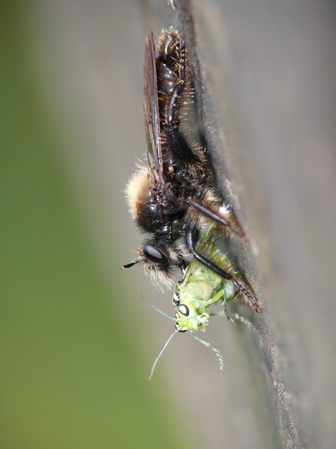 Laphria ephippium