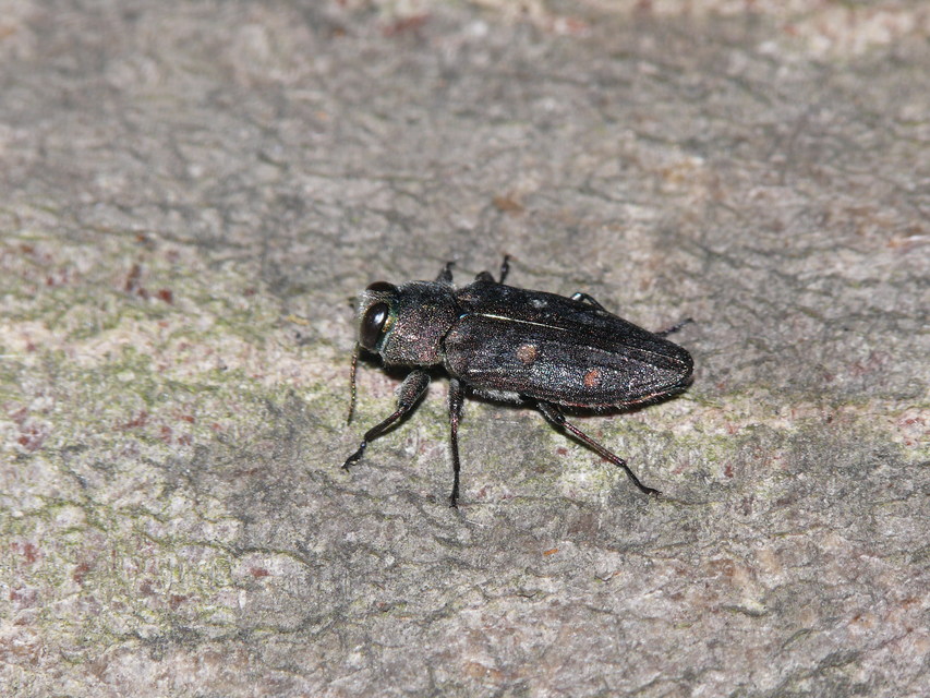 Chrysobothris affinis - aranypettyes díszbogár