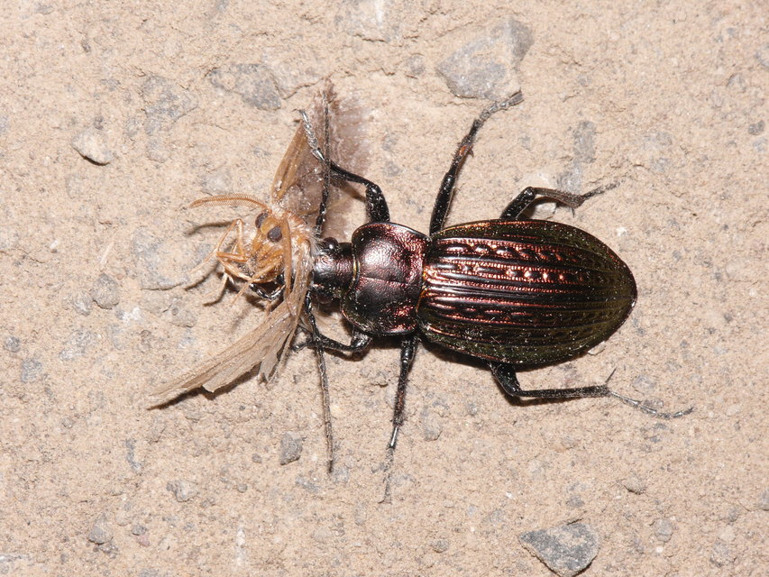 Carabus ulrichii - rezes futrinka