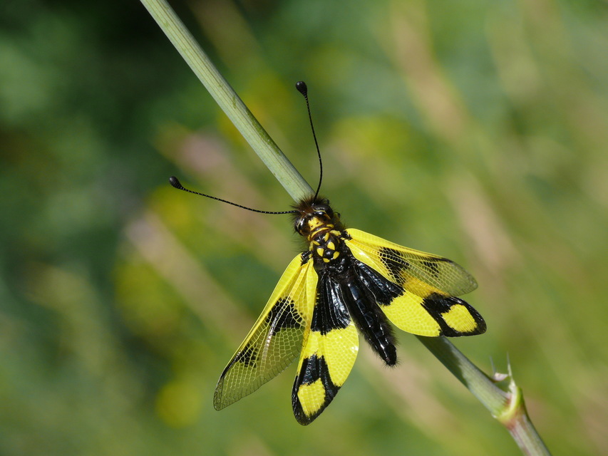 Libelloides macaronius - keleti rablópille