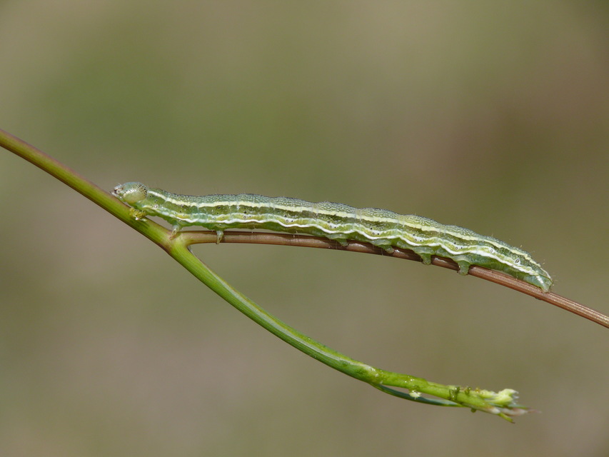 Heliothis viriplaca - mácsonyabagoly