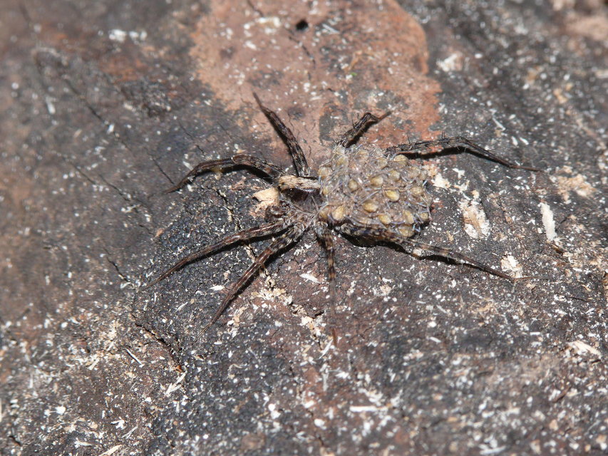 Pardosa alacris/lugubris