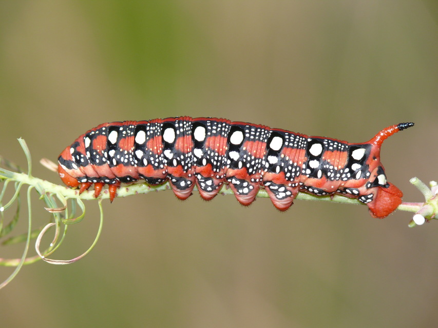 Hyles euphorbiae - kutyatejszender