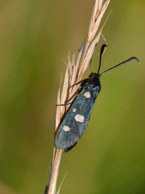 Zygaena ephialtes - változékony csüngőlepke