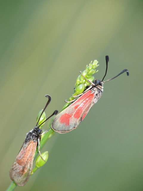 Zygaena punctum - pettyes csüngőlepke