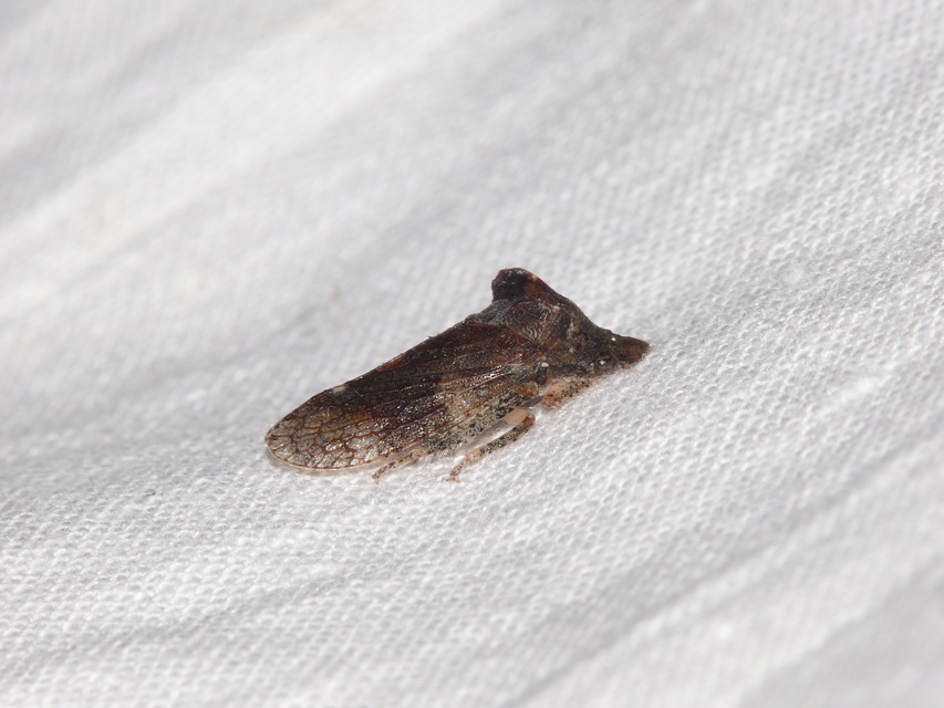 Ledra aurita - füleskabóca