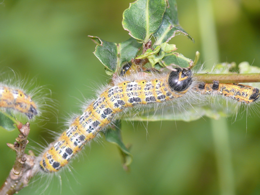 Phalera bucephala - sárgafoltos púposszövő